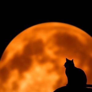 Meet your Posher, Janet